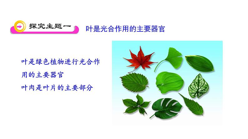 6.2 植物光合作用的场所 教学课件 苏教版七年级生物上册第3页