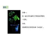 6.3 植物光合作用的实质 教学课件 苏教版七年级生物上册