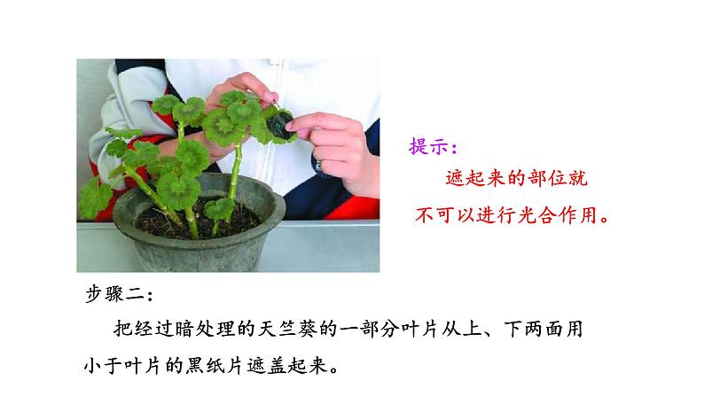 6.3 植物光合作用的实质 教学课件 苏教版七年级生物上册05