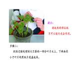 6.3 植物光合作用的实质 教学课件 苏教版七年级生物上册