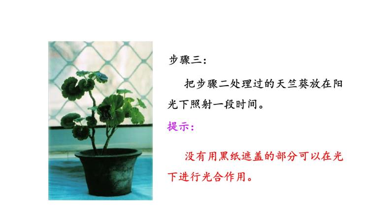 6.3 植物光合作用的实质 教学课件 苏教版七年级生物上册06