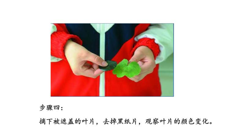 6.3 植物光合作用的实质 教学课件 苏教版七年级生物上册07