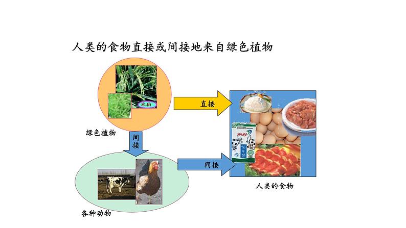 7.1 绿色植物是食物之源 教学课件 苏教版七年级生物上册07