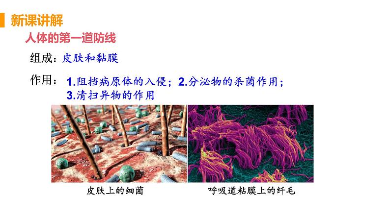 2021年初中生物人教版八年级下册  第二节 免疫与计划免疫第一课时  课件第7页