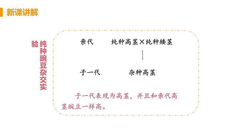 2021年初中生物人教版八年级下册  第三节  基因的显性和隐性  课件第8页