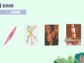 2021年初中生物人教版七年级上册  2.1.3  动物细胞  课件