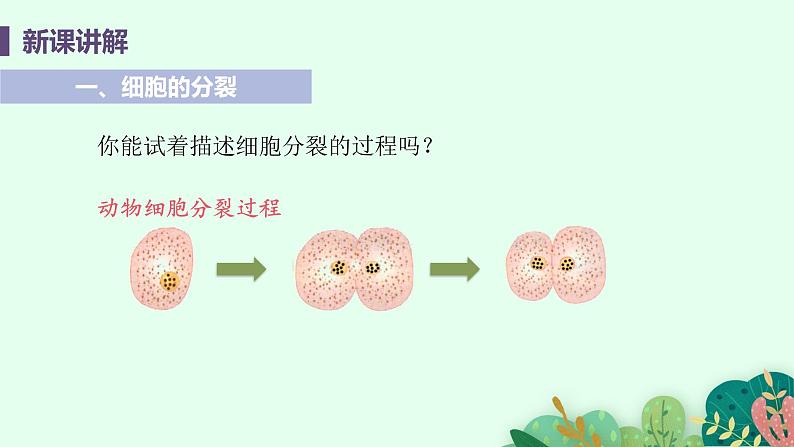 2021年初中生物人教版七年级上册  2.2.1  细胞通过分裂产生新细胞  课件05