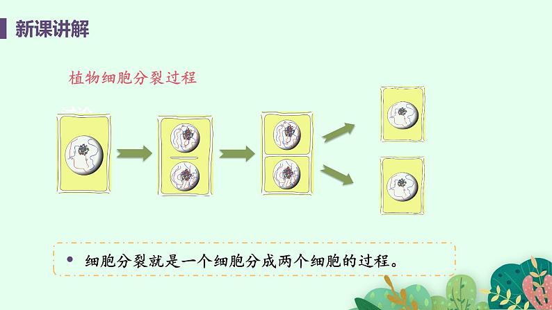 2021年初中生物人教版七年级上册  2.2.1  细胞通过分裂产生新细胞  课件06