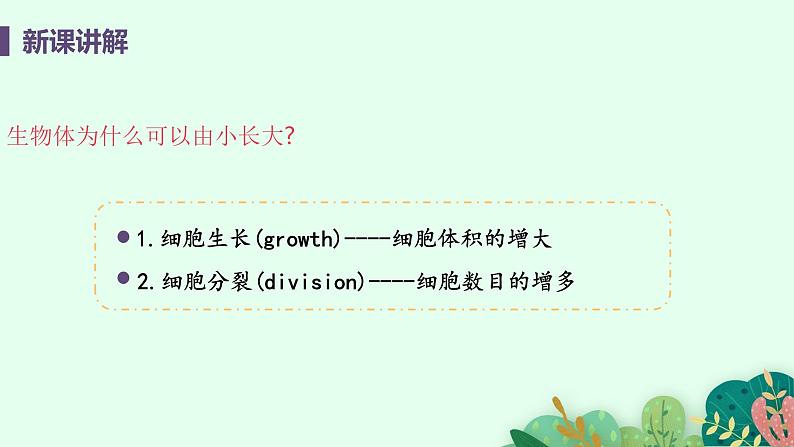 2021年初中生物人教版七年级上册  2.2.1  细胞通过分裂产生新细胞  课件08