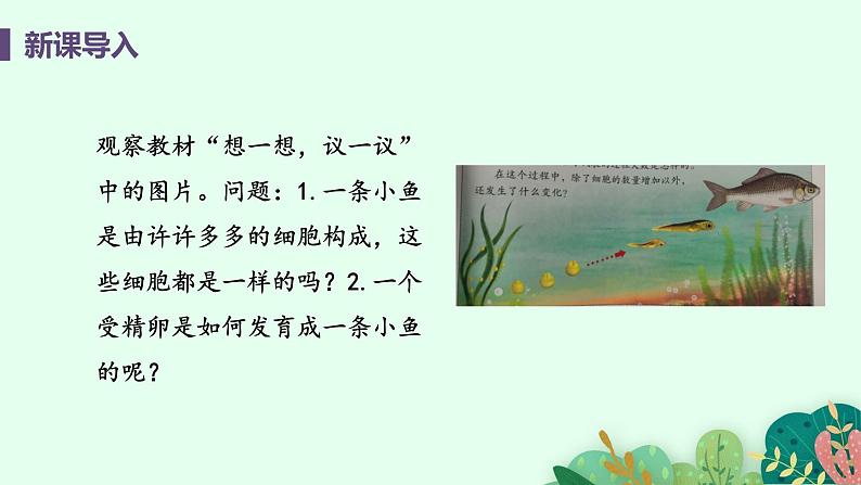 2021年初中生物人教版七年级上册  2.2.2  动物体的结构层次  课件04