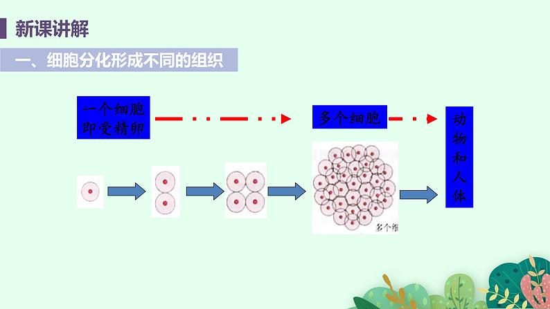 2021年初中生物人教版七年级上册  2.2.2  动物体的结构层次  课件05