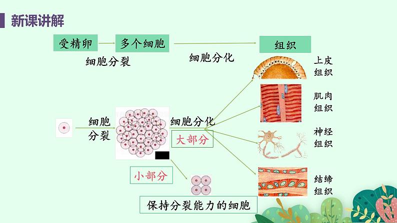 2021年初中生物人教版七年级上册  2.2.2  动物体的结构层次  课件07