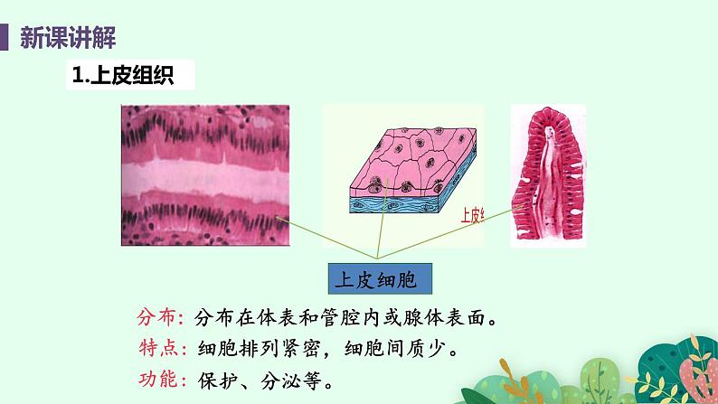 2021年初中生物人教版七年级上册  2.2.2  动物体的结构层次  课件08