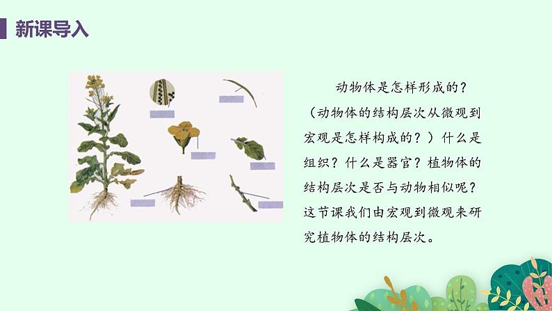 2021年初中生物人教版七年级上册  2.2.3  植物体的结构层次  课件04