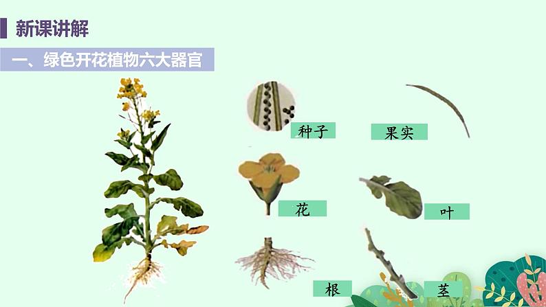 2021年初中生物人教版七年级上册  2.2.3  植物体的结构层次  课件05