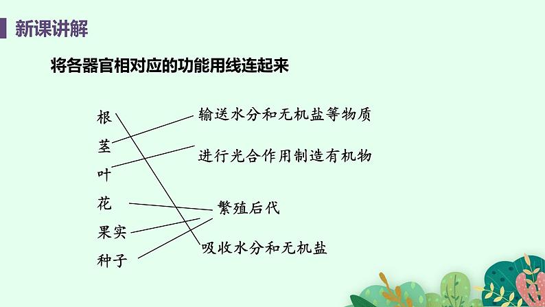 2021年初中生物人教版七年级上册  2.2.3  植物体的结构层次  课件06