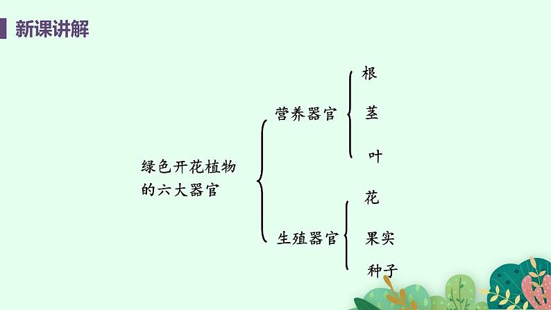 2021年初中生物人教版七年级上册  2.2.3  植物体的结构层次  课件07