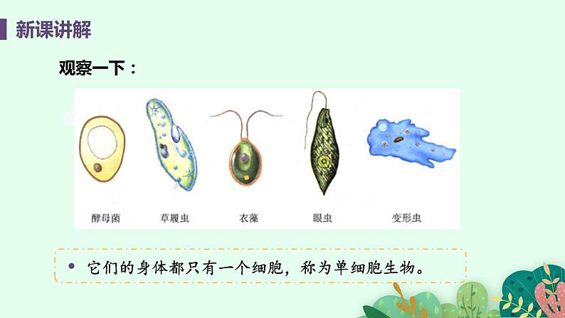 单细胞生物PPT课件免费下载05