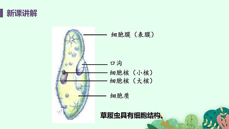 单细胞生物PPT课件免费下载08