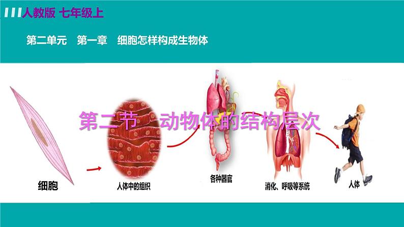 生物-课时--第二节动物体的结构层次课件PPT04