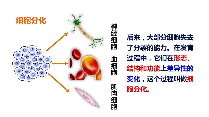 生物-课时--第二节动物体的结构层次课件PPT08