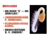 生物-课时--第三章绿色植物与生物圈的水循环课件PPT