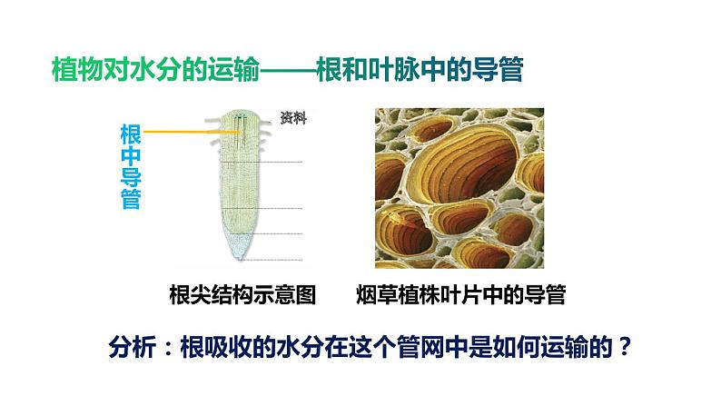 生物-课时--第三章绿色植物与生物圈的水循环课件PPT第8页