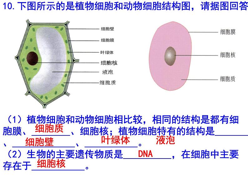 初中生物中考识图课件第3页