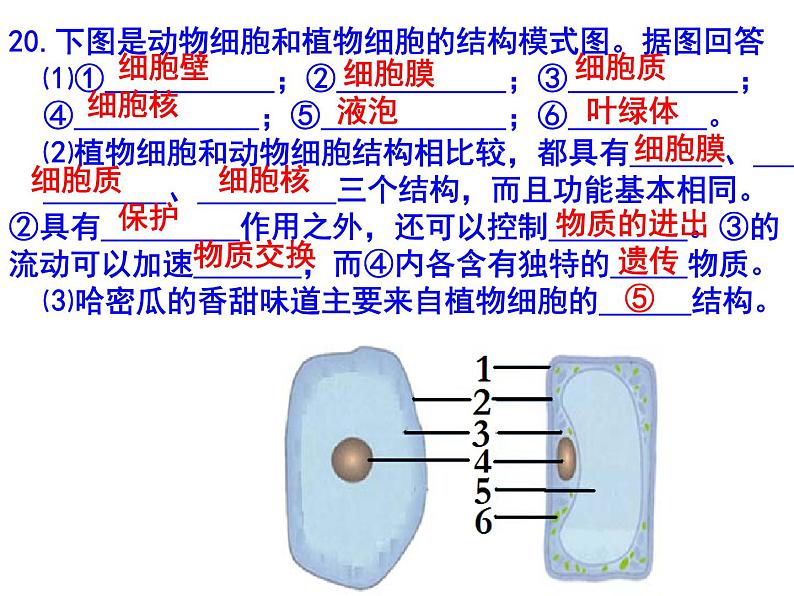 初中生物中考识图课件第4页