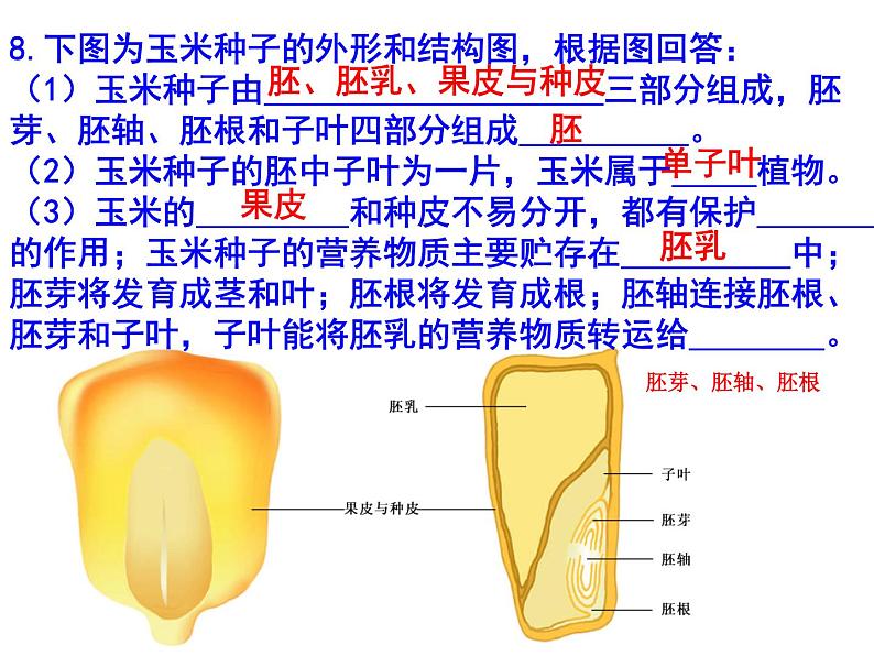 初中生物中考识图课件第6页