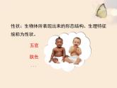 北京版八年级上册生物《生物的性状表现》优教课件