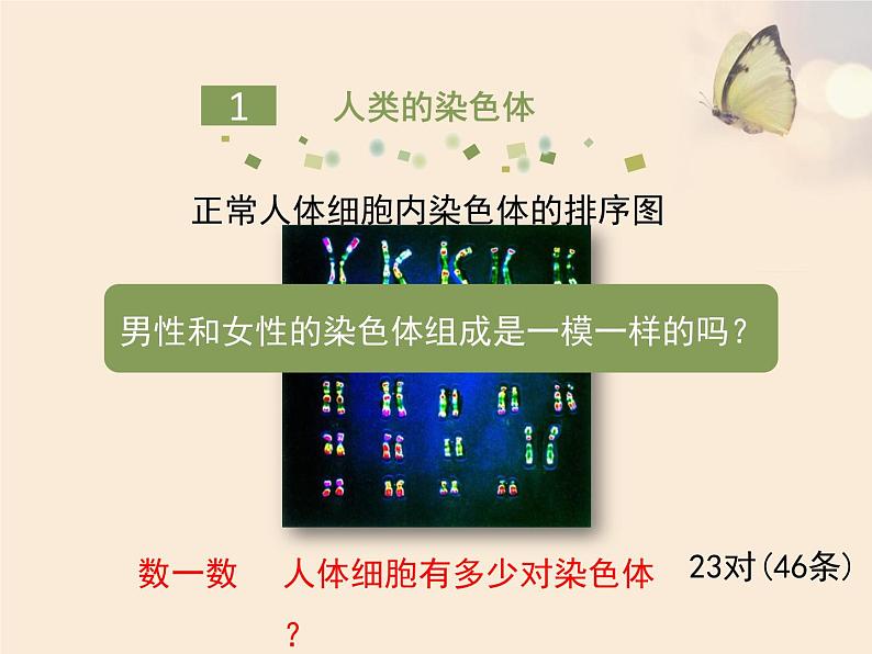 北京版八年级上册生物《人类的遗传》优教课件05