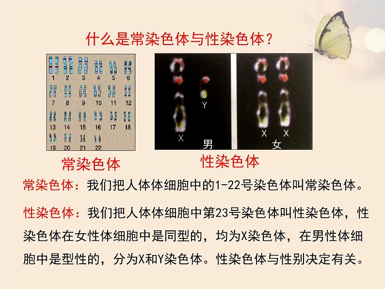 北京版八年级上册生物《人类的遗传》优教课件07