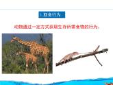 北京版八年级上册生物《动物的行为》第一课时授课课件