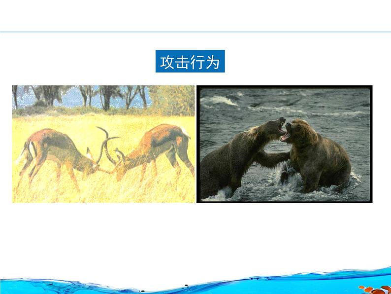 北京版八年级上册生物《动物的行为》授课课件03