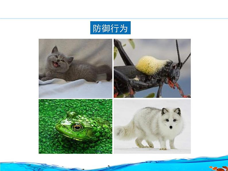 北京版八年级上册生物《动物的行为》授课课件04