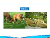 北京版八年级上册生物《动物的行为》授课课件