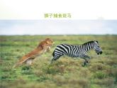 北京版八年级上册生物《动物的运动》授课课件3