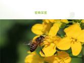 北京版八年级上册生物《动物的运动》授课课件3