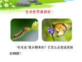 北京版八年级上册生物《动物的生殖和发育》第1课时授课课件