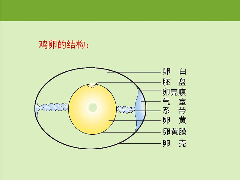 北京版八年级上册生物《动物的生殖和发育》第3课时授课课件08