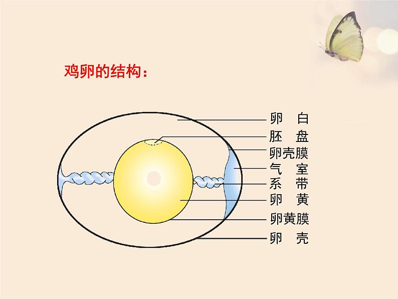 动物的生殖和发育PPT课件免费下载08