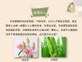 北京版八年级上册生物《绿色开花植物的生殖和发育》第1课时优教课件