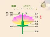 北京版八年级上册生物《绿色开花植物的生殖和发育》第1课时优教课件