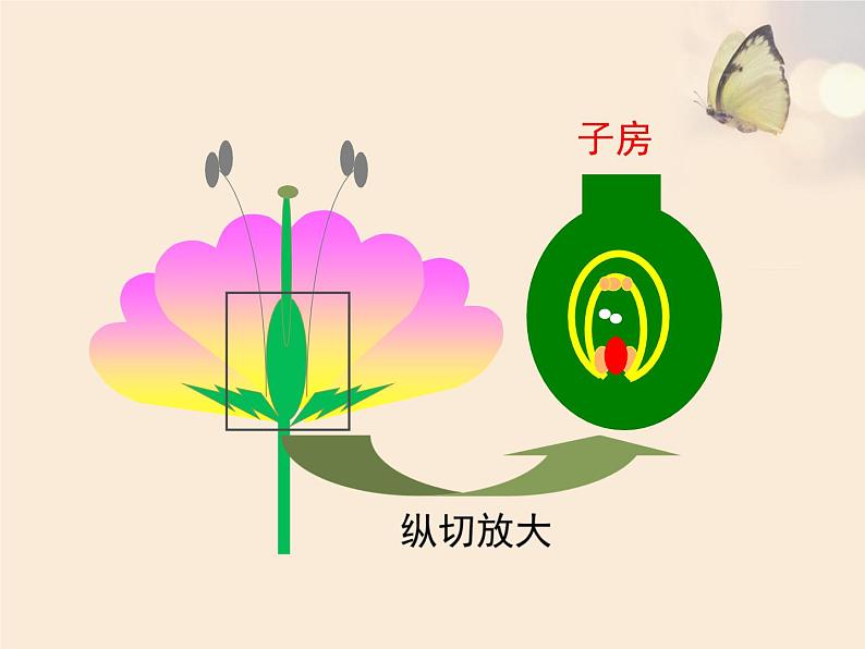 北京版八年级上册生物《绿色开花植物的生殖和发育》第1课时优教课件06