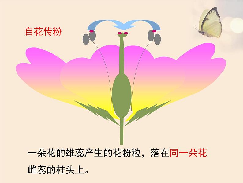 北京版八年级上册生物《绿色开花植物的生殖和发育》第1课时优教课件08