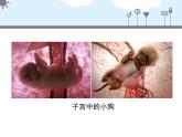 北京版八年级上册生物《人的生殖和发育》第1课时授课课件