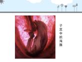 北京版八年级上册生物《人的生殖和发育》第1课时授课课件