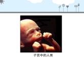 北京版八年级上册生物《人的生殖和发育》第1课时授课课件
