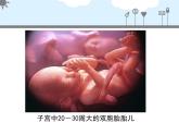 北京版八年级上册生物《人的生殖和发育》第1课时授课课件